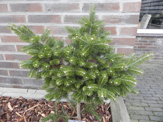 Abies sibirica 'Irēna'